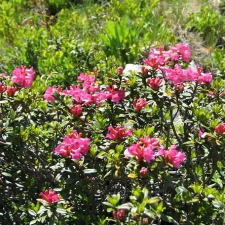 Ilse בית הארחה